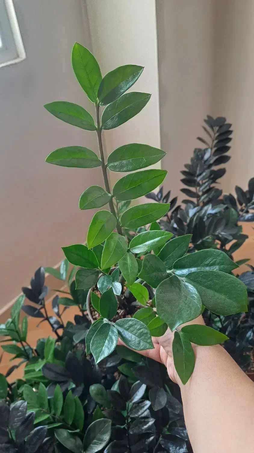 فروش گل طبیعی|گل و گیاه طبیعی|شیروان (خراسان), |دیوار