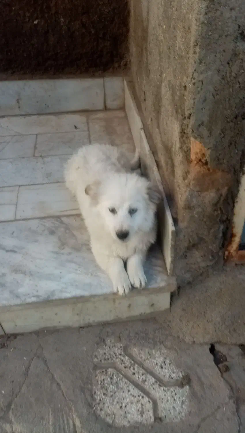 سگ پاکوتاه|سگ|نیشابور, طالقانی|دیوار