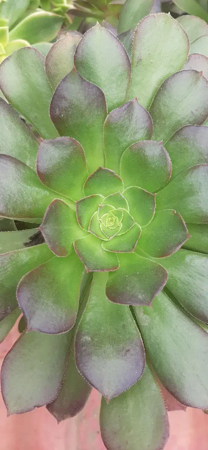 گلهای طبیعی|گل و گیاه طبیعی|رشت, خمیران زاهدان|دیوار