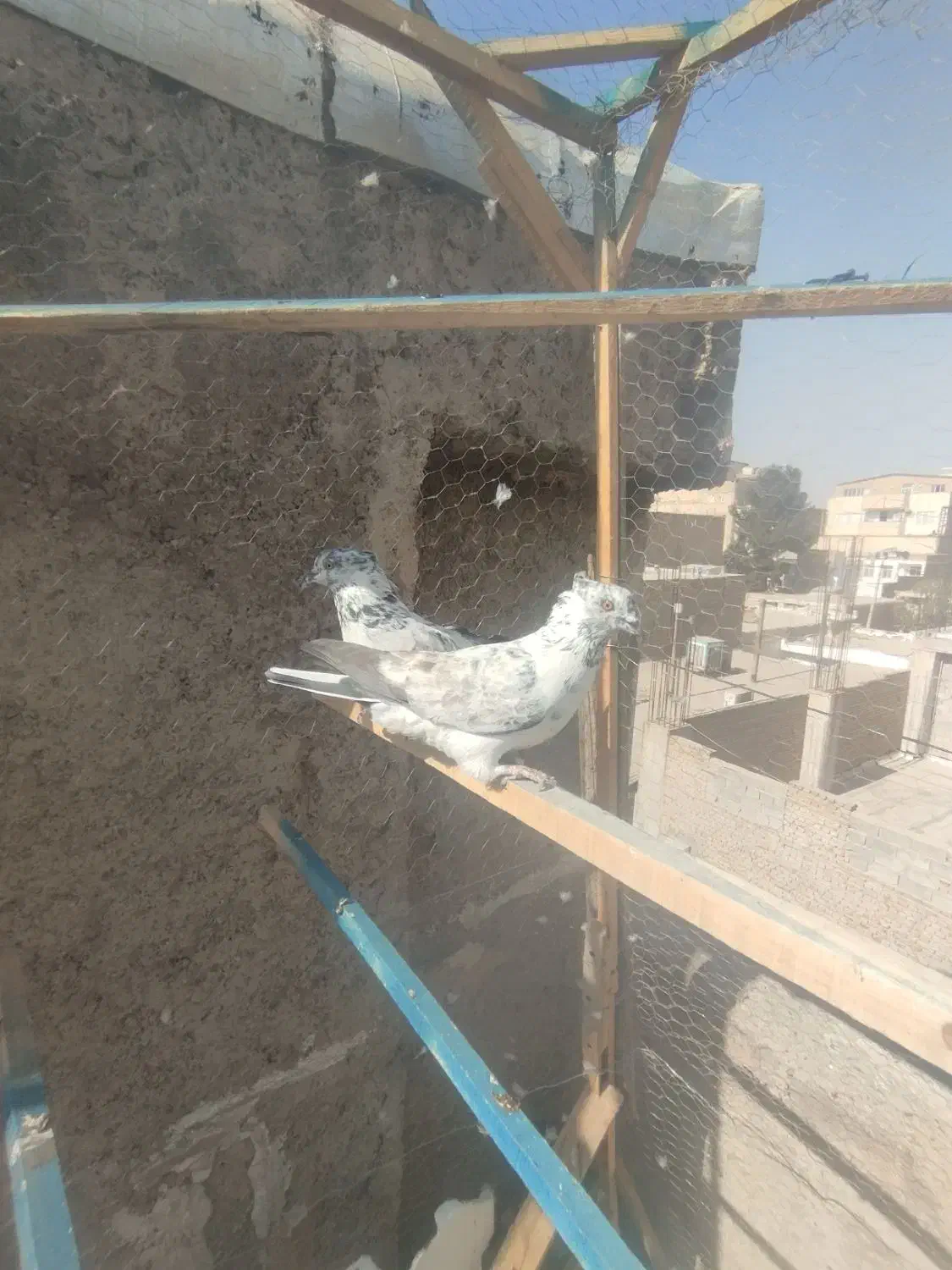 کفتر پرشی|پرنده|چهارباغ, |دیوار