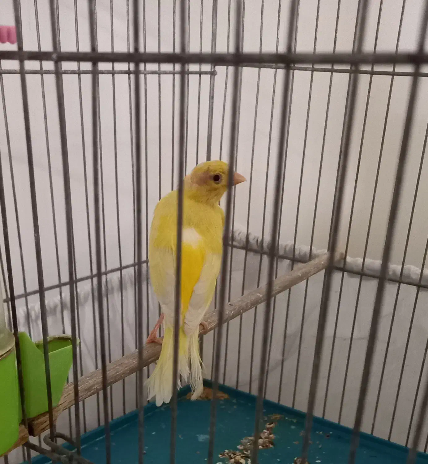 قناری زرد ماده اماده  معاوضه با قناری نر بخون|پرنده|تهران, اتابک|دیوار