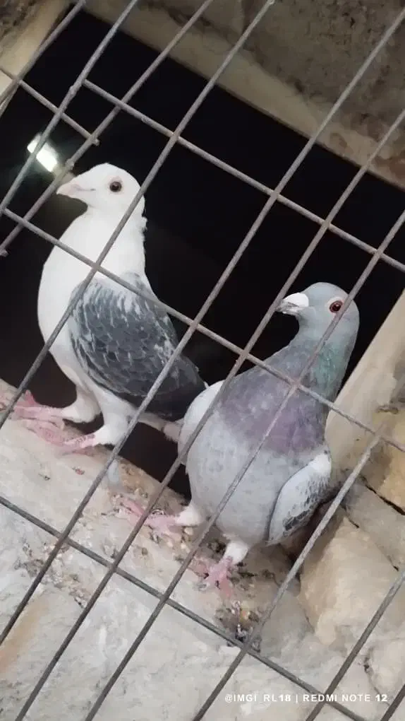 کبوتر|پرنده|لار, |دیوار