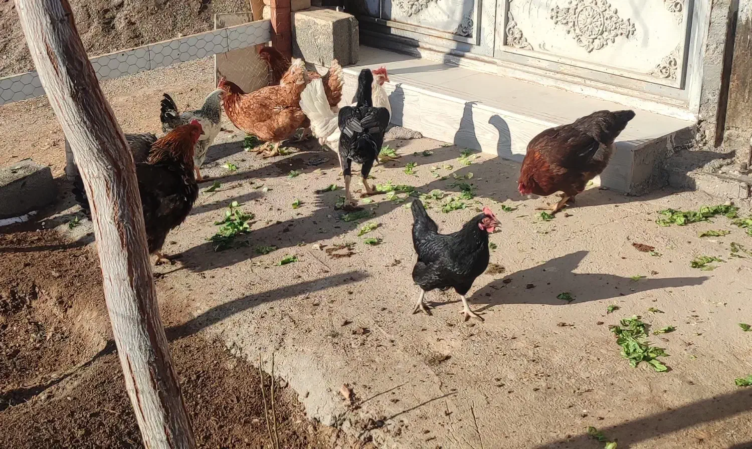 مرغ  لاری|حیوانات مزرعه|زاویه, |دیوار