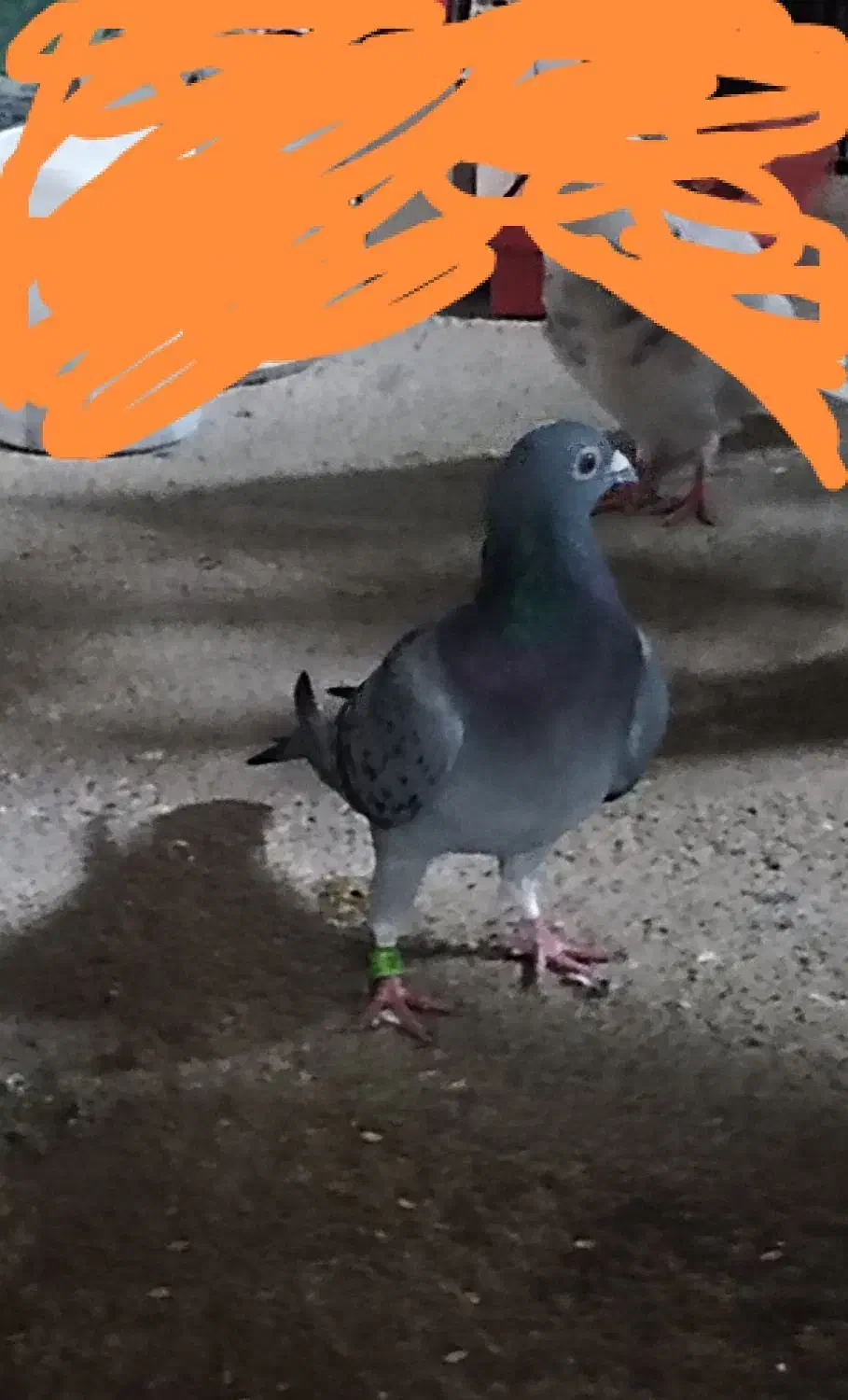 کبوتر پلاکی|پرنده|روانسر, |دیوار