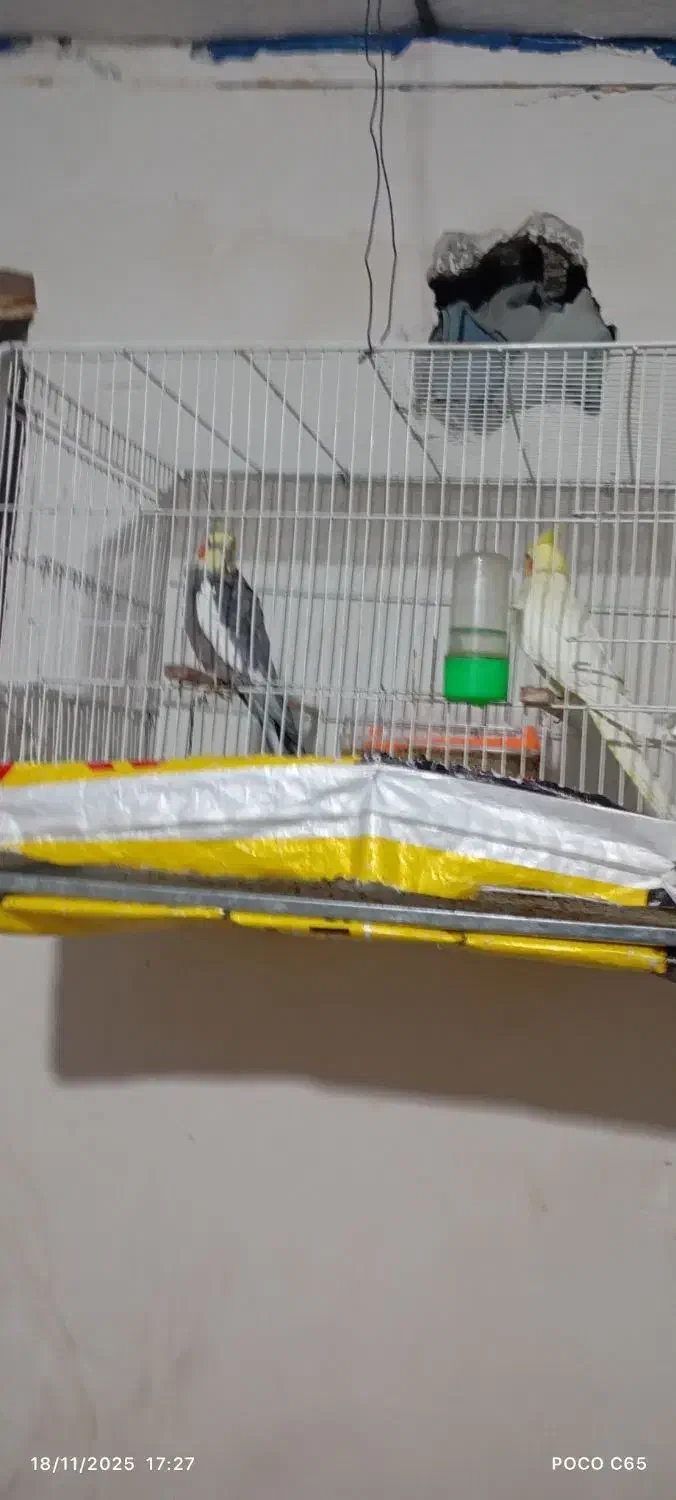 عروس هلندی|پرنده|مشهد, باغ فراگرد|دیوار