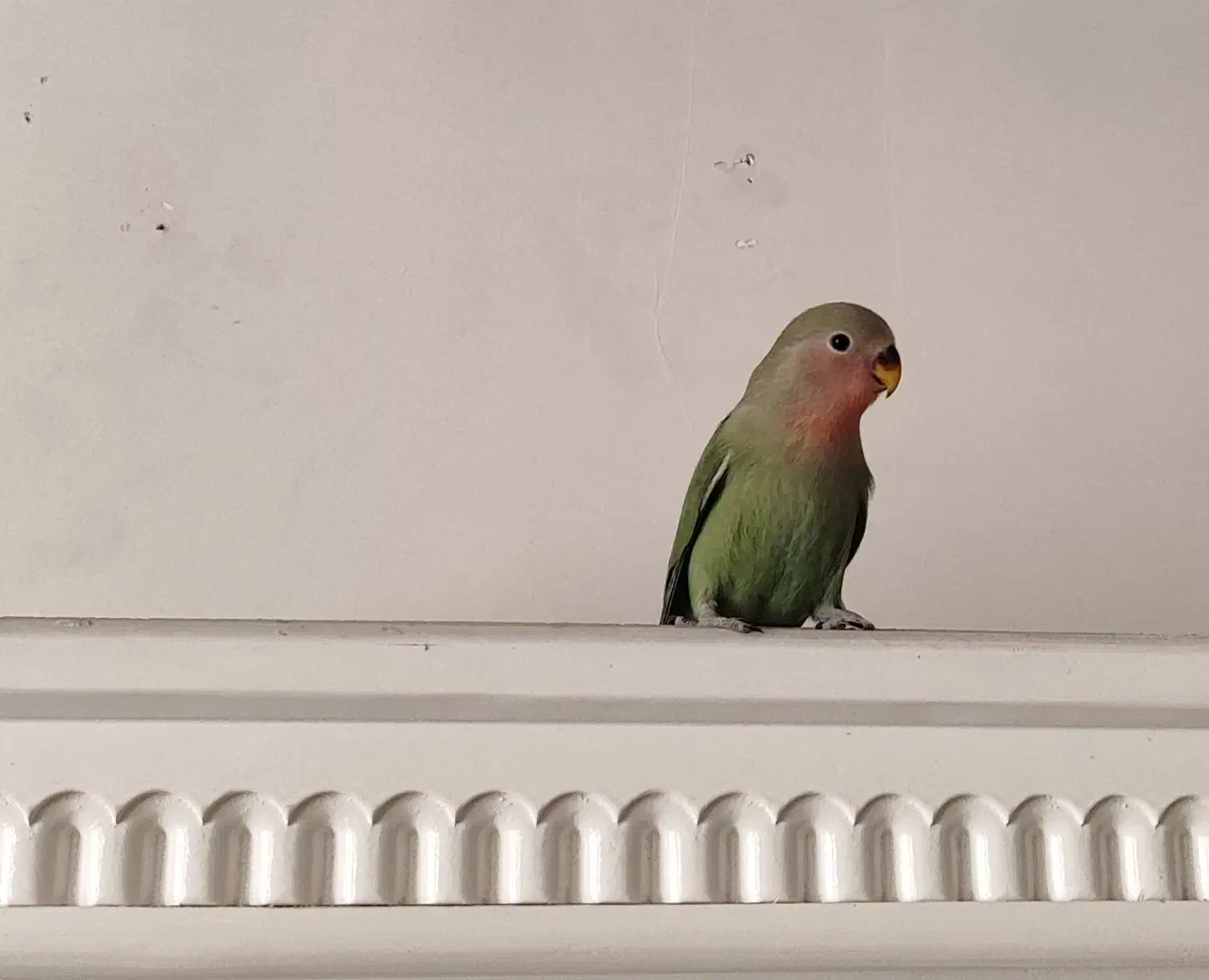 طوطی برزیلی|پرنده|تهران, شهرک دریا|دیوار