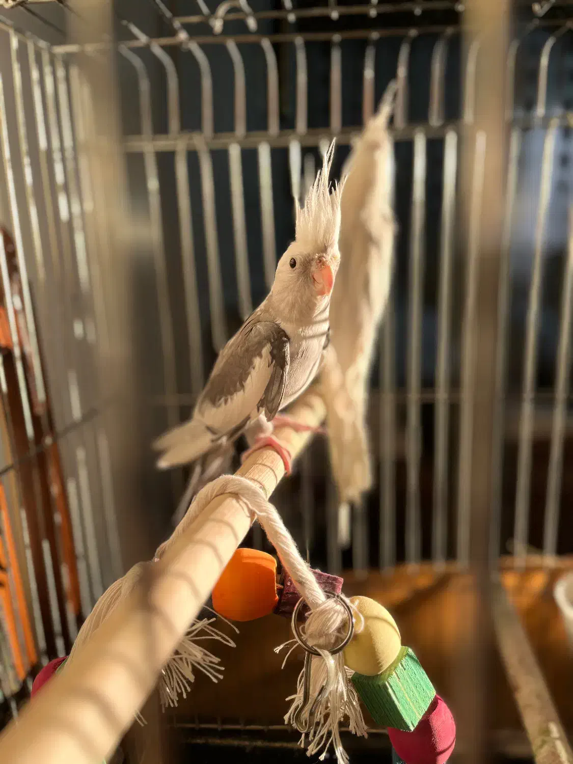 عروس هلندی|پرنده|ری, دولت‌آباد|دیوار