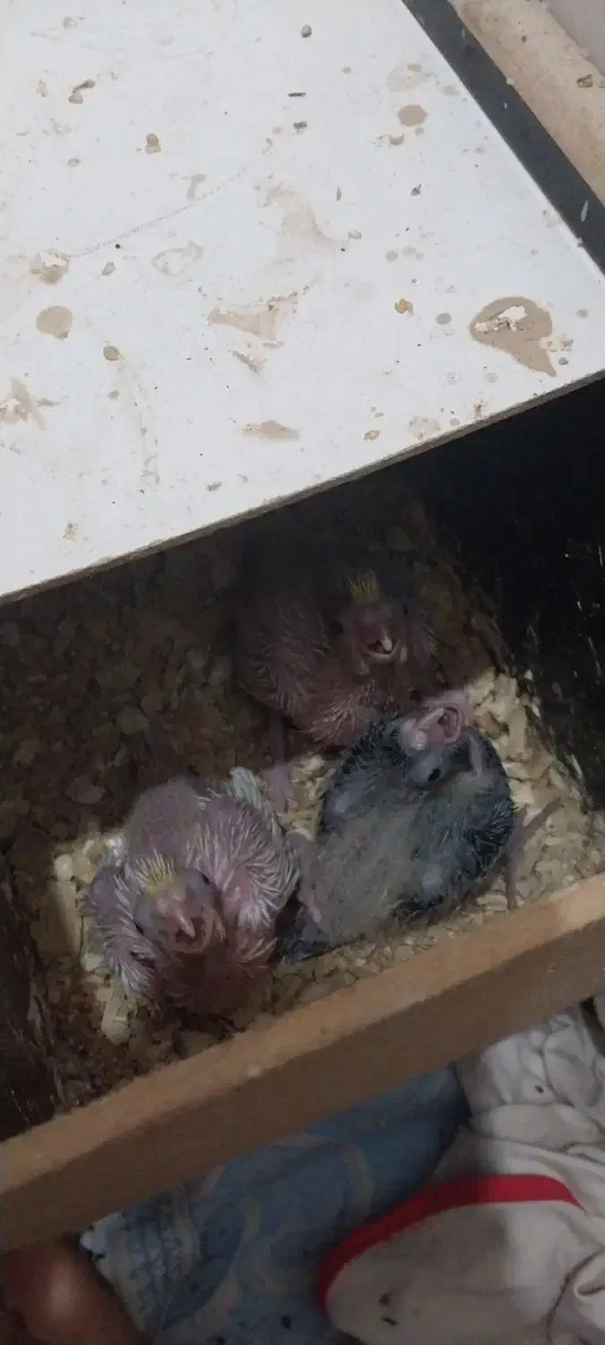 عروس هلندی|پرنده|بندر ماهشهر, |دیوار