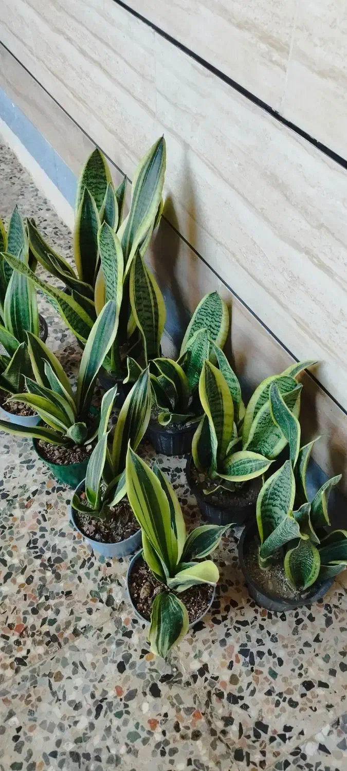 گیاه کرواتی ابلغ وگلد فیلم|گل و گیاه طبیعی|اهواز, شریعتی جنوبی|دیوار