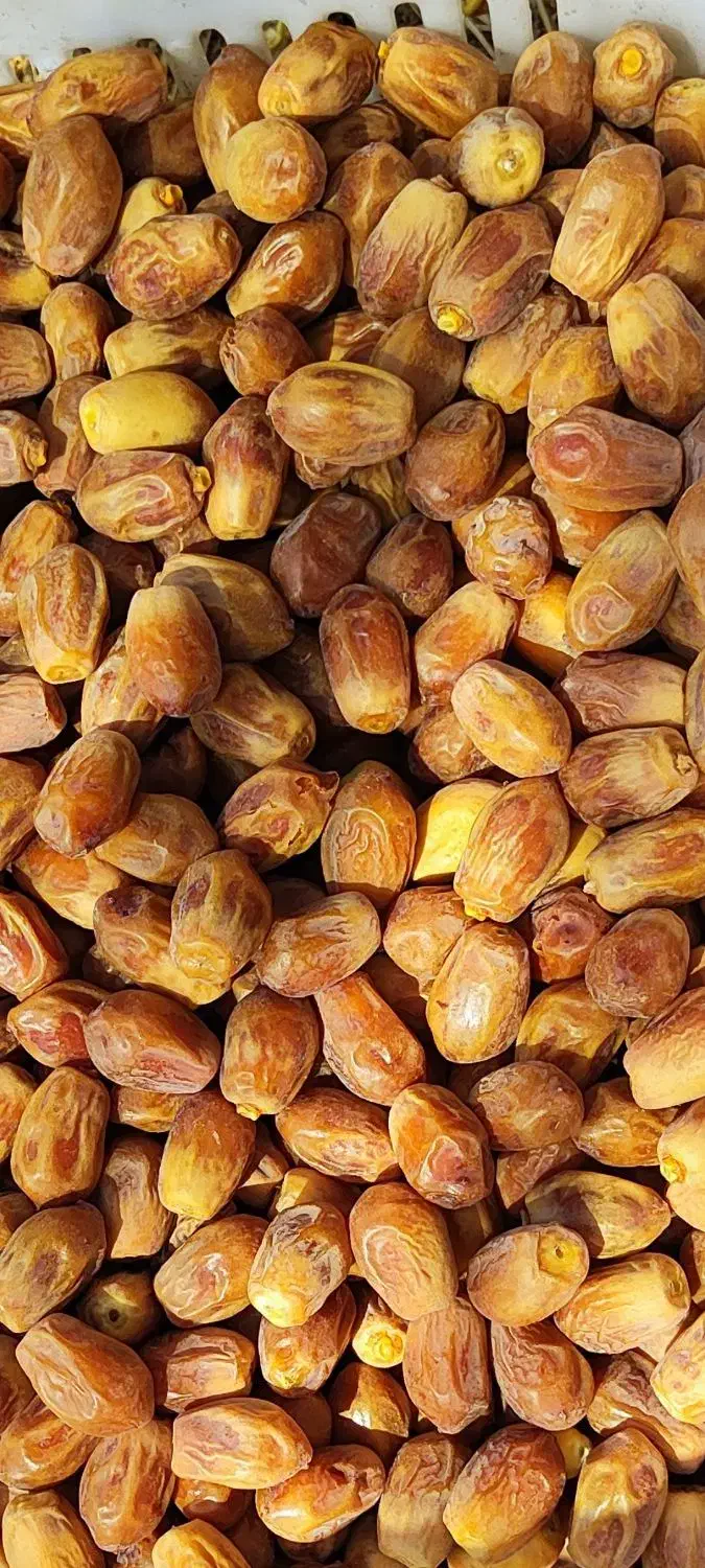 خرما تازه و مرغوب/مستقیم از نخلستان|خوردنی و آشامیدنی|شیراز, ریاستی|دیوار