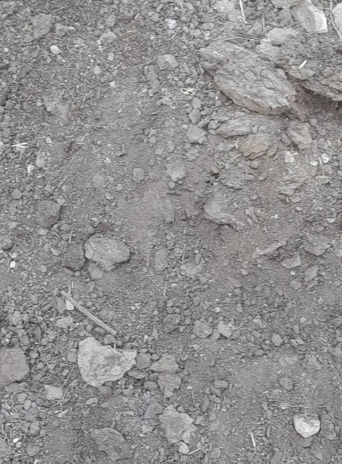 کود گوسفندی|لوازم جانبی حیوانات|طبس, |دیوار