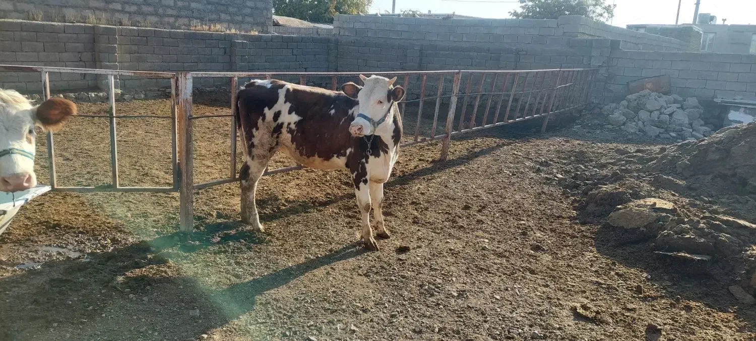 گوساله سیمینتال|حیوانات مزرعه|بیلوار, |دیوار