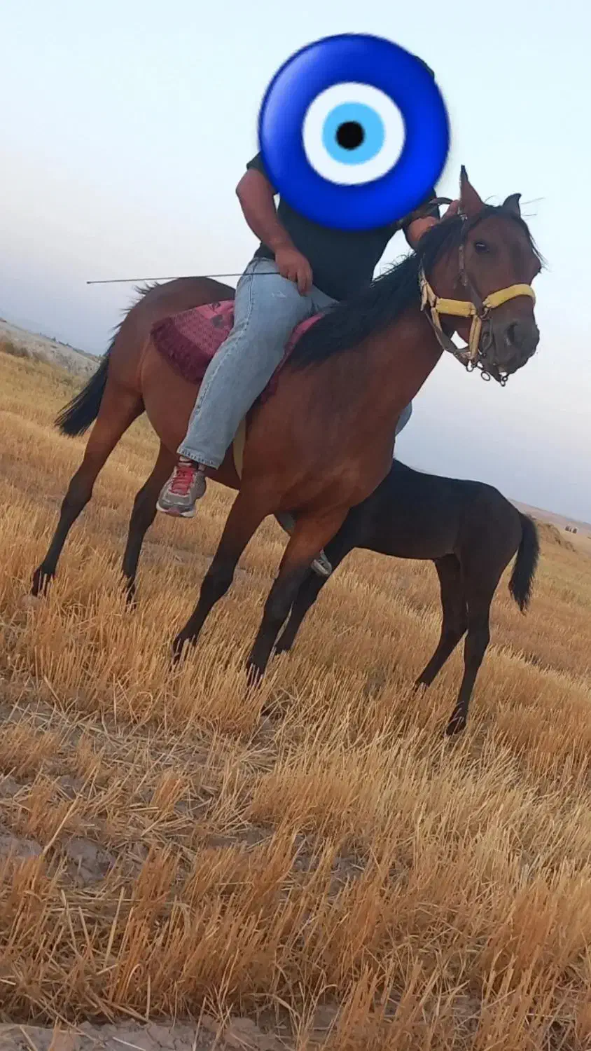 اسب مادیان|اسب و تجهیزات اسبسواری|سردرود, |دیوار