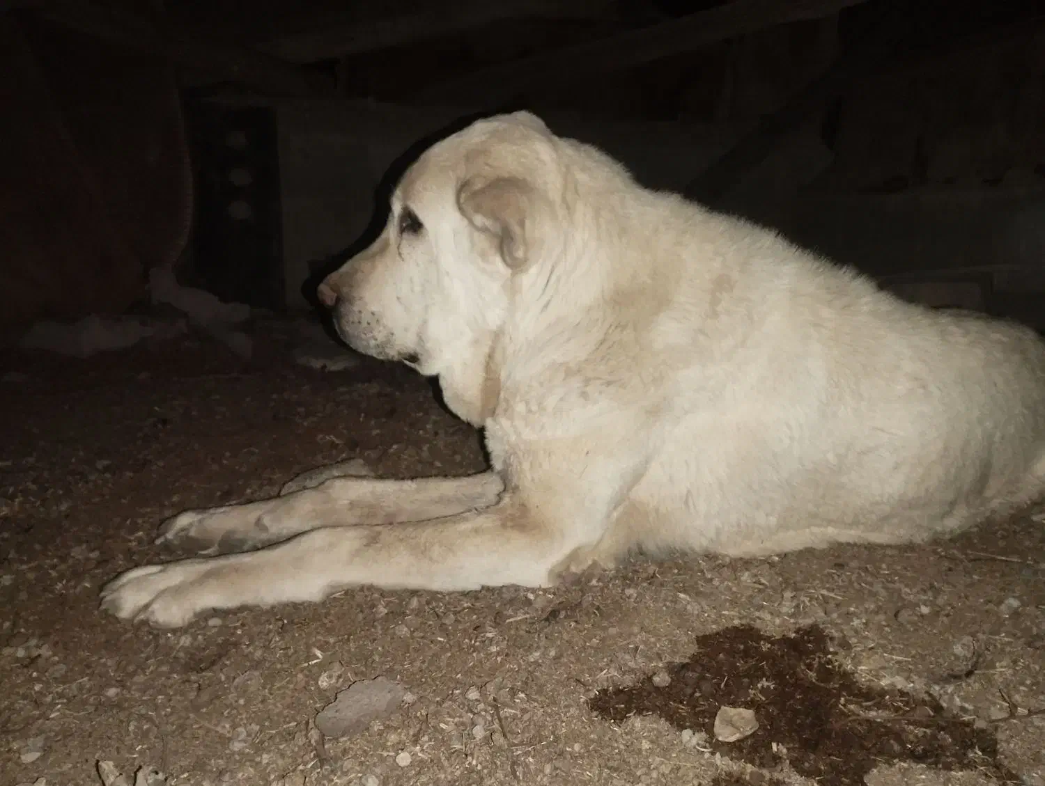 لاس درجه یک|سگ|اصفهان, قائمیه|دیوار