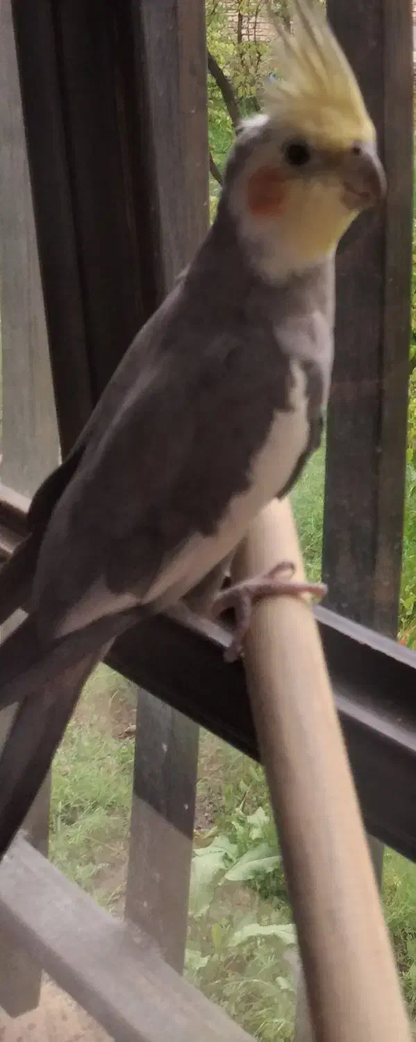 جفت عروس هلندی|پرنده|کرمان, |دیوار