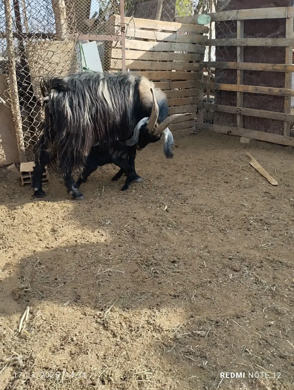 دو عدد بزکهره دار،کهره پاکستانی|حیوانات مزرعه|جهرم, |دیوار