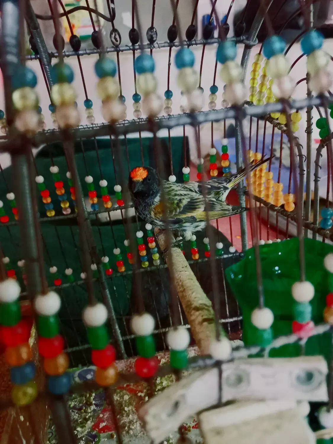 گلبسر سهره|پرنده|قم, ارم|دیوار