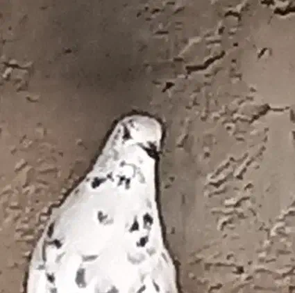 کبوتر کله دمبی کاشونی|پرنده|فرخ‌شهر, |دیوار