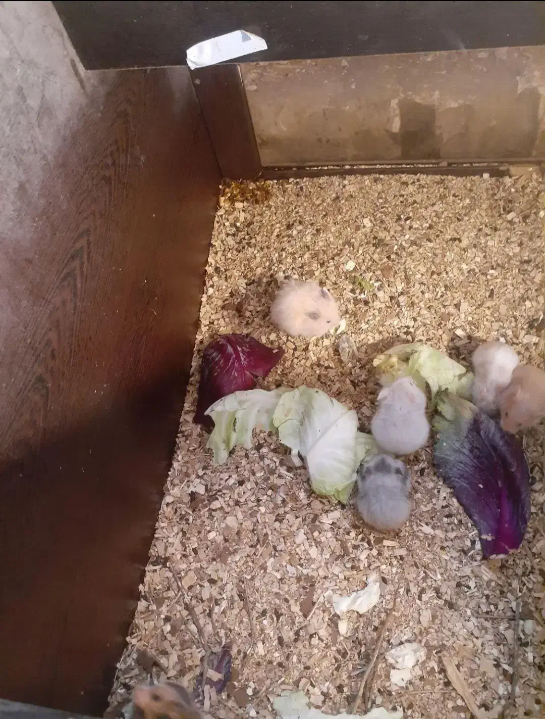 دنیای همستر|موش و خرگوش|اصفهان, ناصرخسرو|دیوار