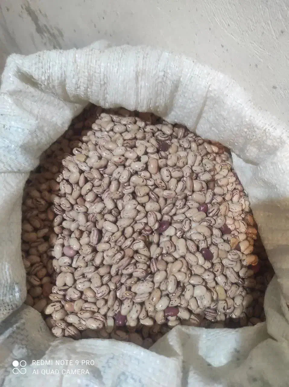 لوبیا چیتی بوجاری شده|حراج|یاسوج, |دیوار