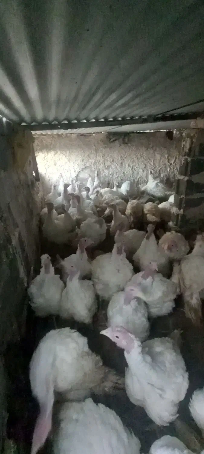 بوقلمون  لطفا۰۹۹۰درصورت۵۶۳تماس۷۸منتظر۵۰|حیوانات مزرعه|بیرجند, |دیوار