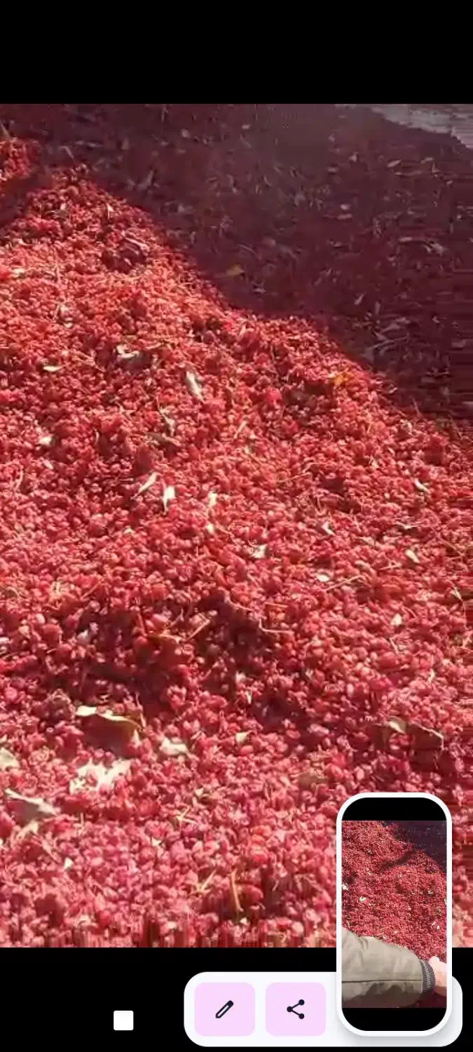 زرشک خشک فروشی|خوردنی و آشامیدنی|درمیان, |دیوار