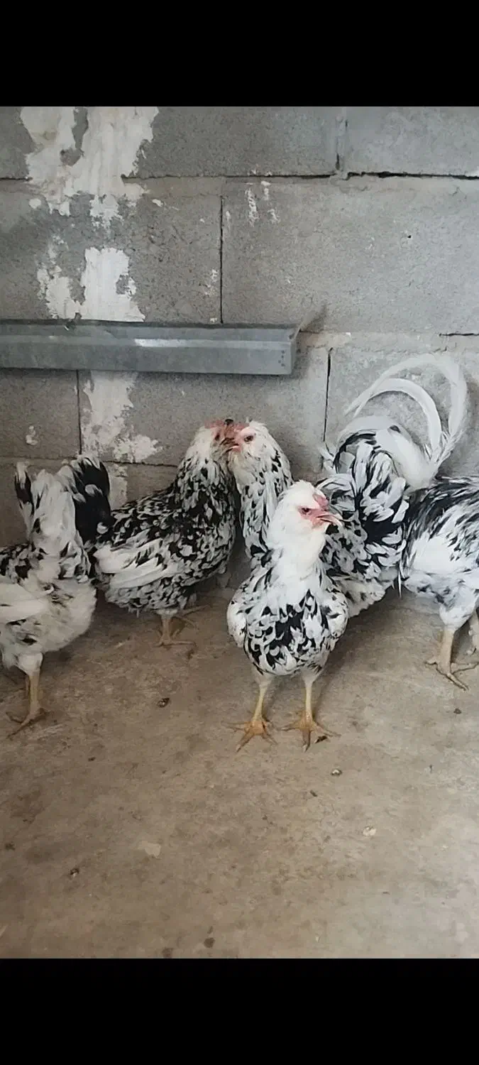 مرغ گلین بدون عیب وایرادچهارعدد|حیوانات مزرعه|سرپل ذهاب, |دیوار