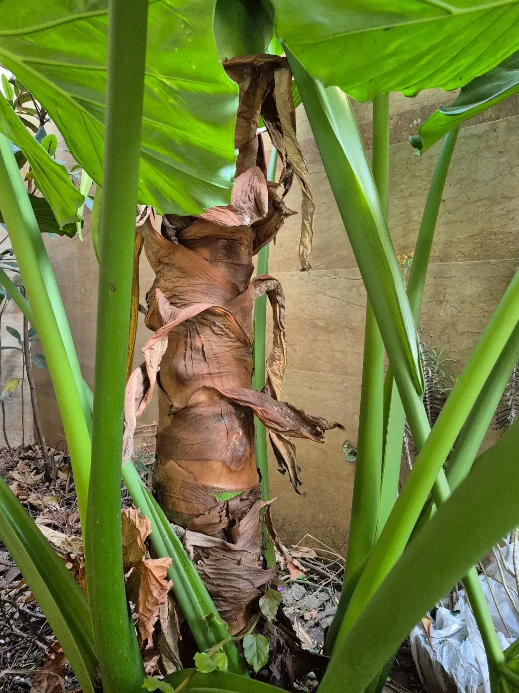 گل بابا آدم|گل و گیاه طبیعی|رشت, نامجو|دیوار