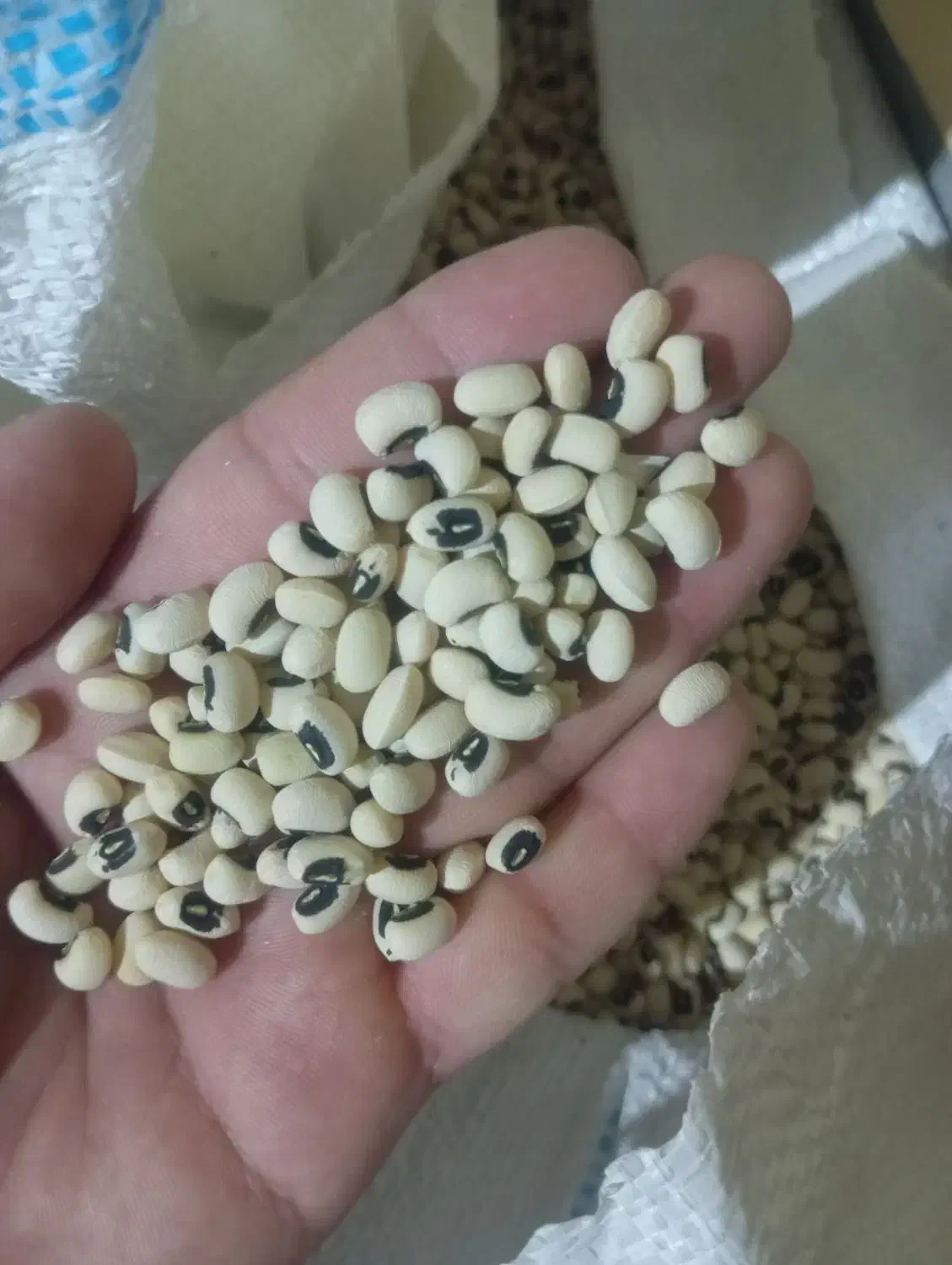 ...|عمده‌فروشی|شوش, |دیوار