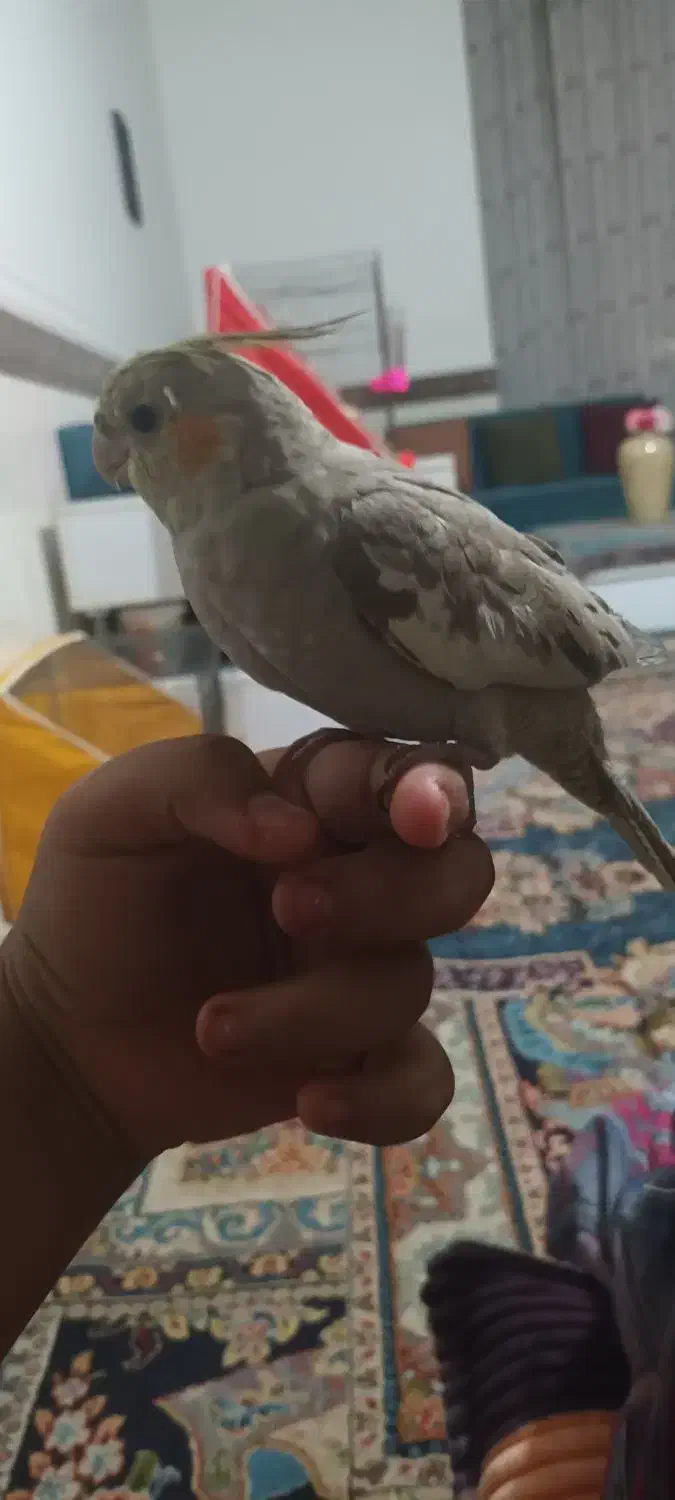 جرسقان|پرنده|شیراز, مسکن مهر شیراز|دیوار