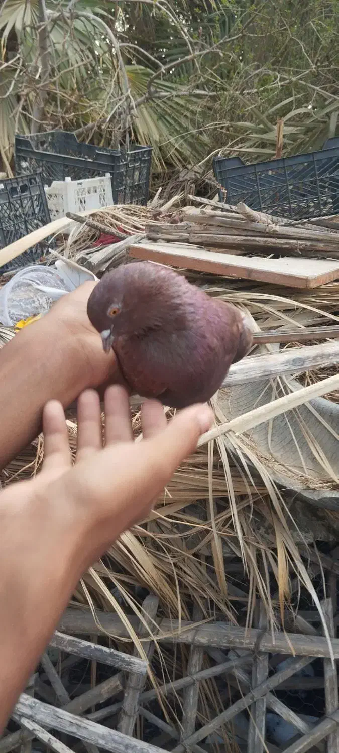 گم شده|حیوانات|عنبرآباد, |دیوار