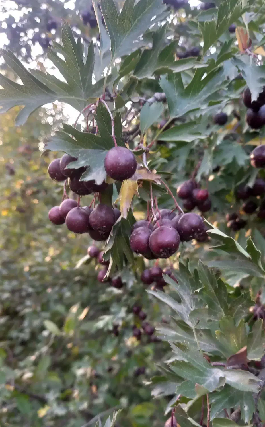 زالزالک کشاورزی خوشمزه و شیرین|خوردنی و آشامیدنی|خوی, |دیوار