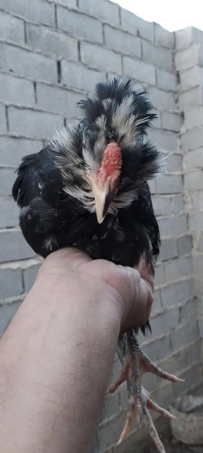 فروش یامعاوضه نیمچه مرغ و خروس گلین لری|حیوانات مزرعه|قائمشهر, |دیوار