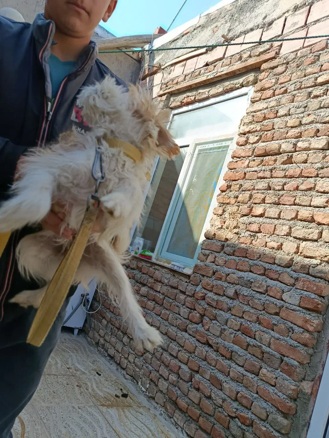 سگ شیتزو|سگ|اردبیل, |دیوار