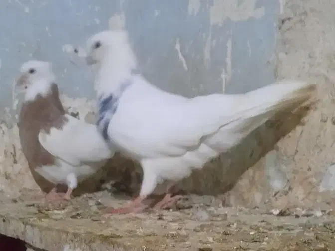 طوقی کاکلی|پرنده|همدان, |دیوار