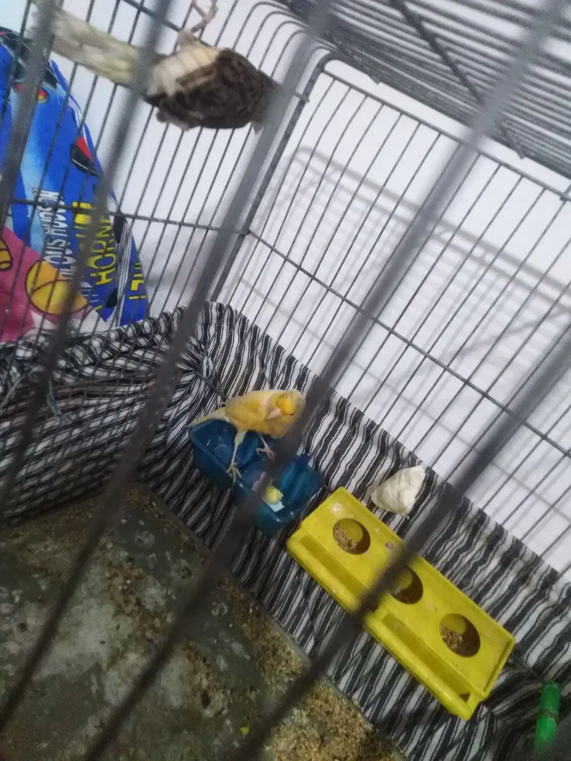 قناری جفت و تک مست|پرنده|بیرجند, |دیوار