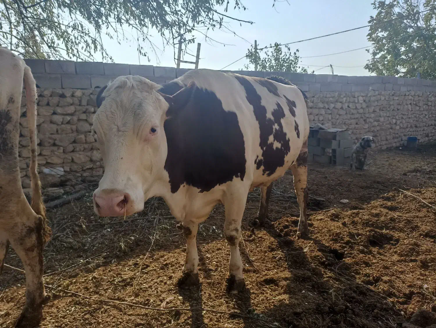 گاو|حیوانات مزرعه|آشخانه, |دیوار