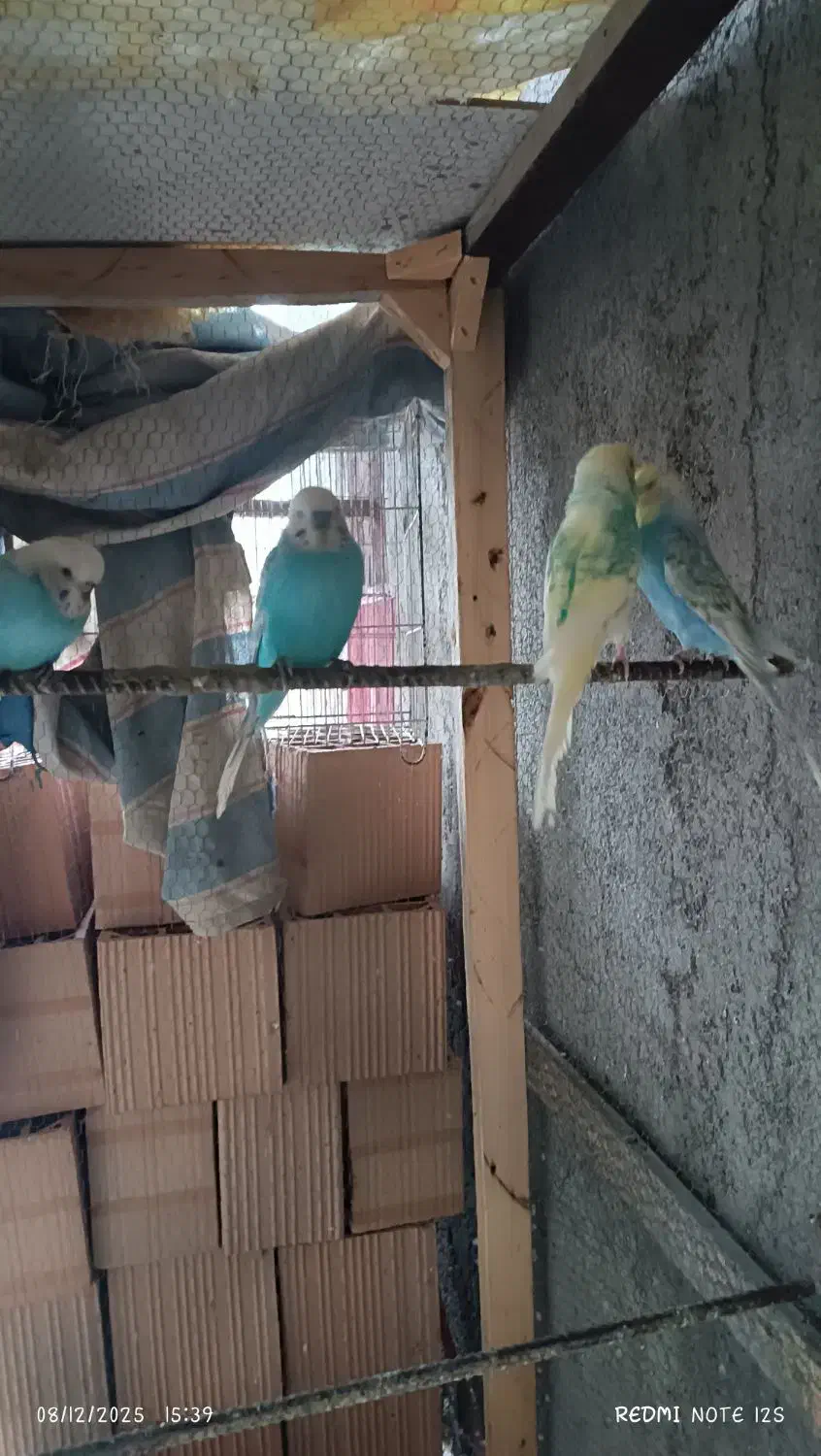 تعدادی مرغ عشق به فروش میرسد|پرنده|بندر ترکمن, |دیوار