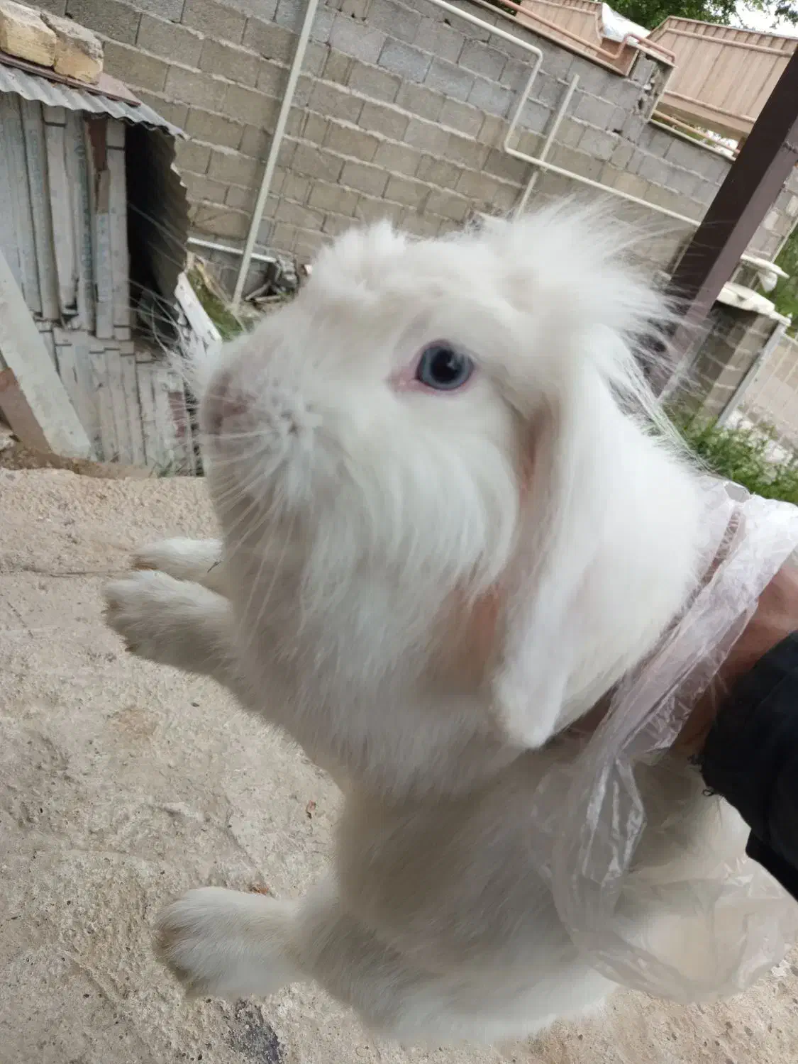 خرگوش لوپ چشم آبی و نر چشم قرمز|موش و خرگوش|فومن, |دیوار