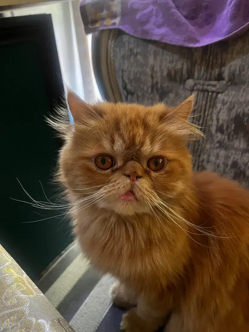 گربه گارفیلدی پرشین سوپر فلت همه چیز فهم باهوش|گربه|تبریز, |دیوار