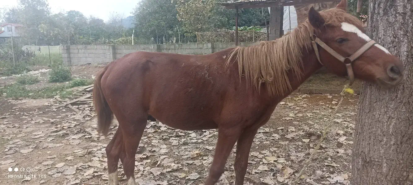 اسب آرام و زیبا سواری|حیوانات مزرعه|گوراب زرمیخ, |دیوار