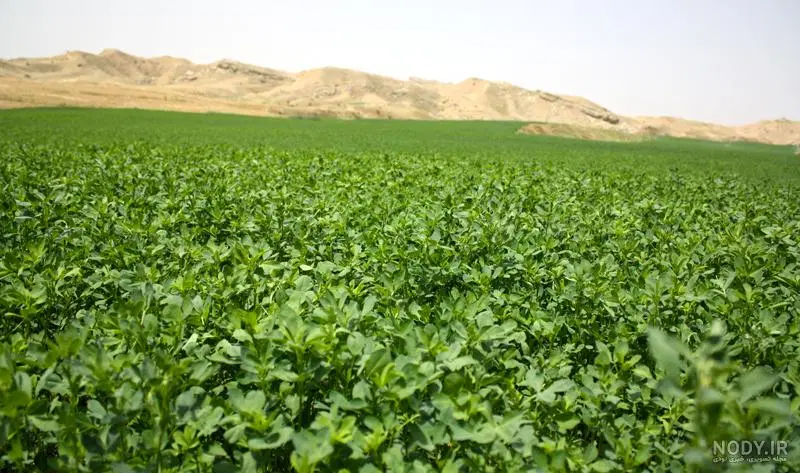 یونجه|لوازم جانبی حیوانات|اهر, |دیوار