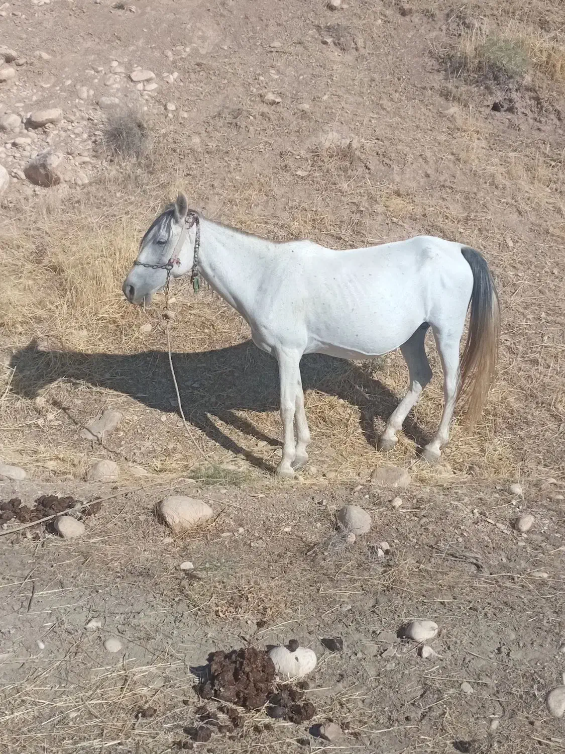 مادیان و کوره نر|حیوانات مزرعه|هلیلان, |دیوار