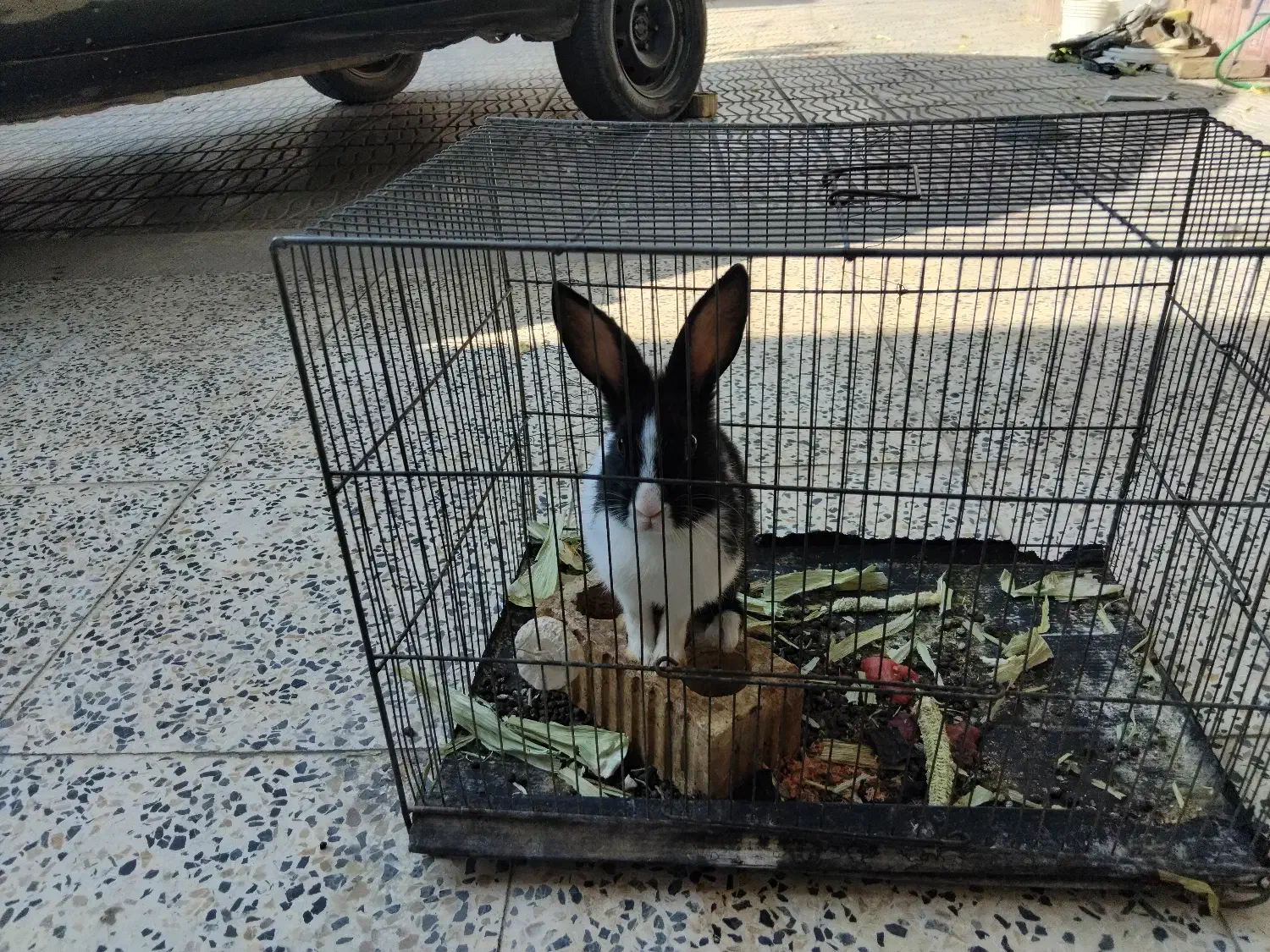 حیوان|موش و خرگوش|آباده, |دیوار