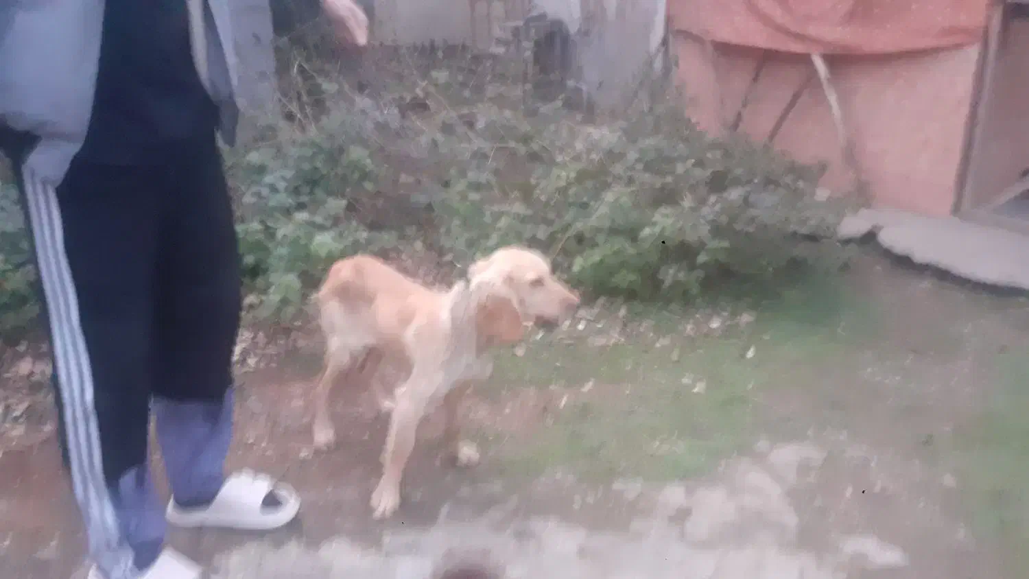 سگ شکاری|سگ|رشت, چله خانه|دیوار