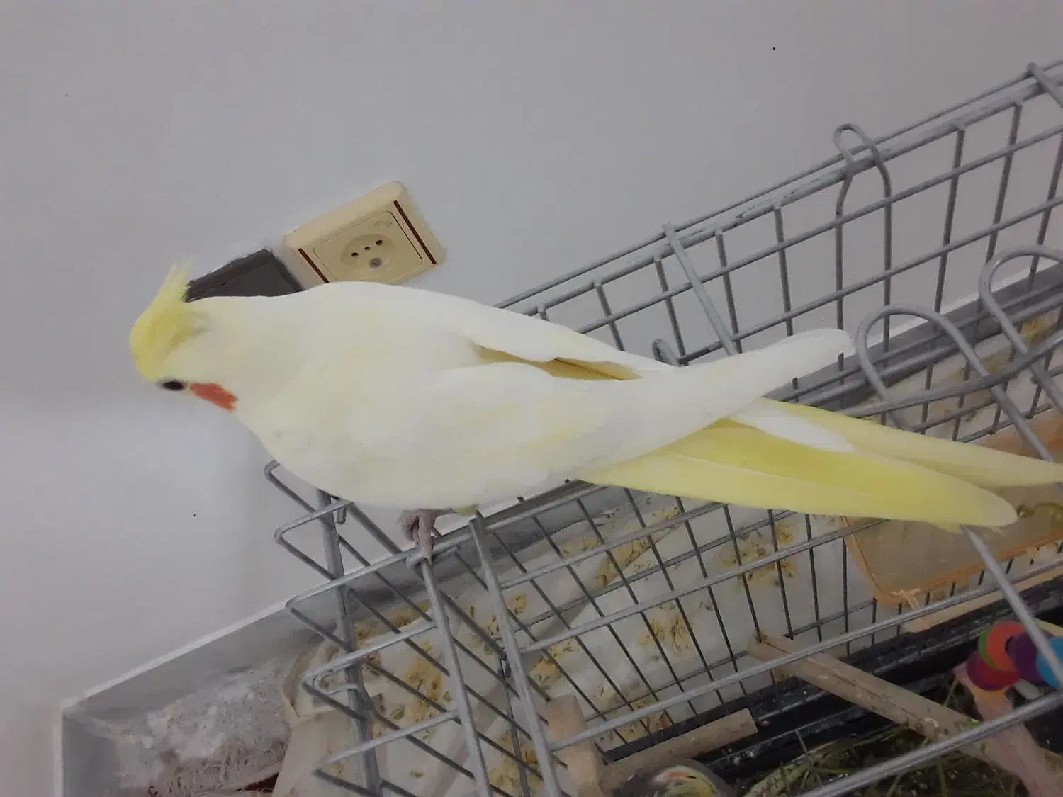 عروس هلندی|پرنده|قوچان, |دیوار