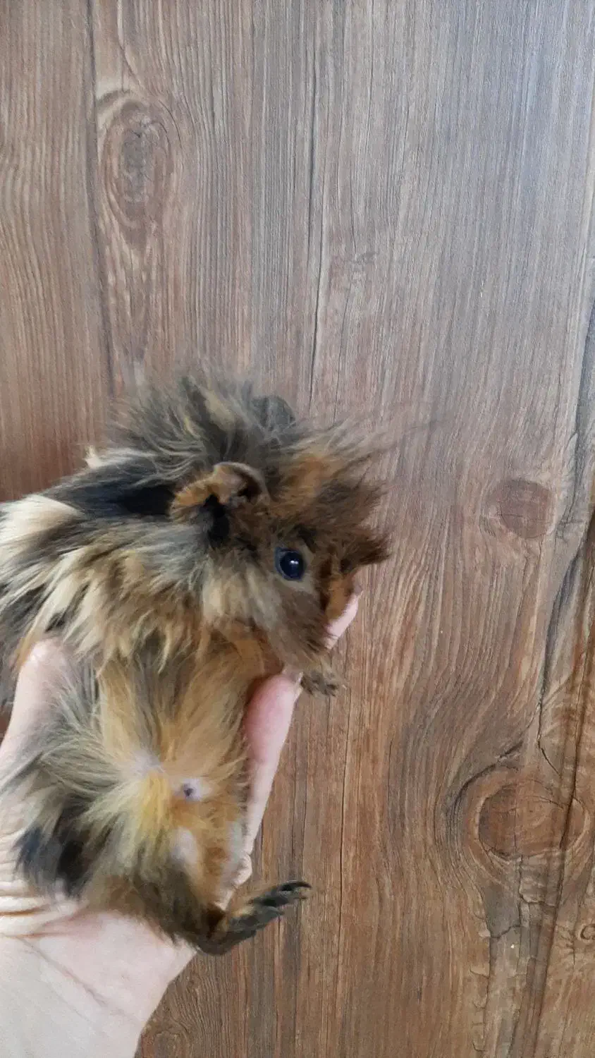 خوکچه هندی سالم و پر انرژی و بازیگوش|موش و خرگوش|تهران, فلسطین (میدان انقلاب)|دیوار