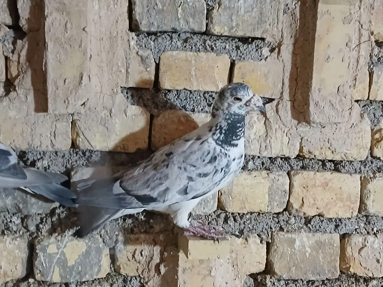 گوره ایی نر|پرنده|مبارکه, |دیوار