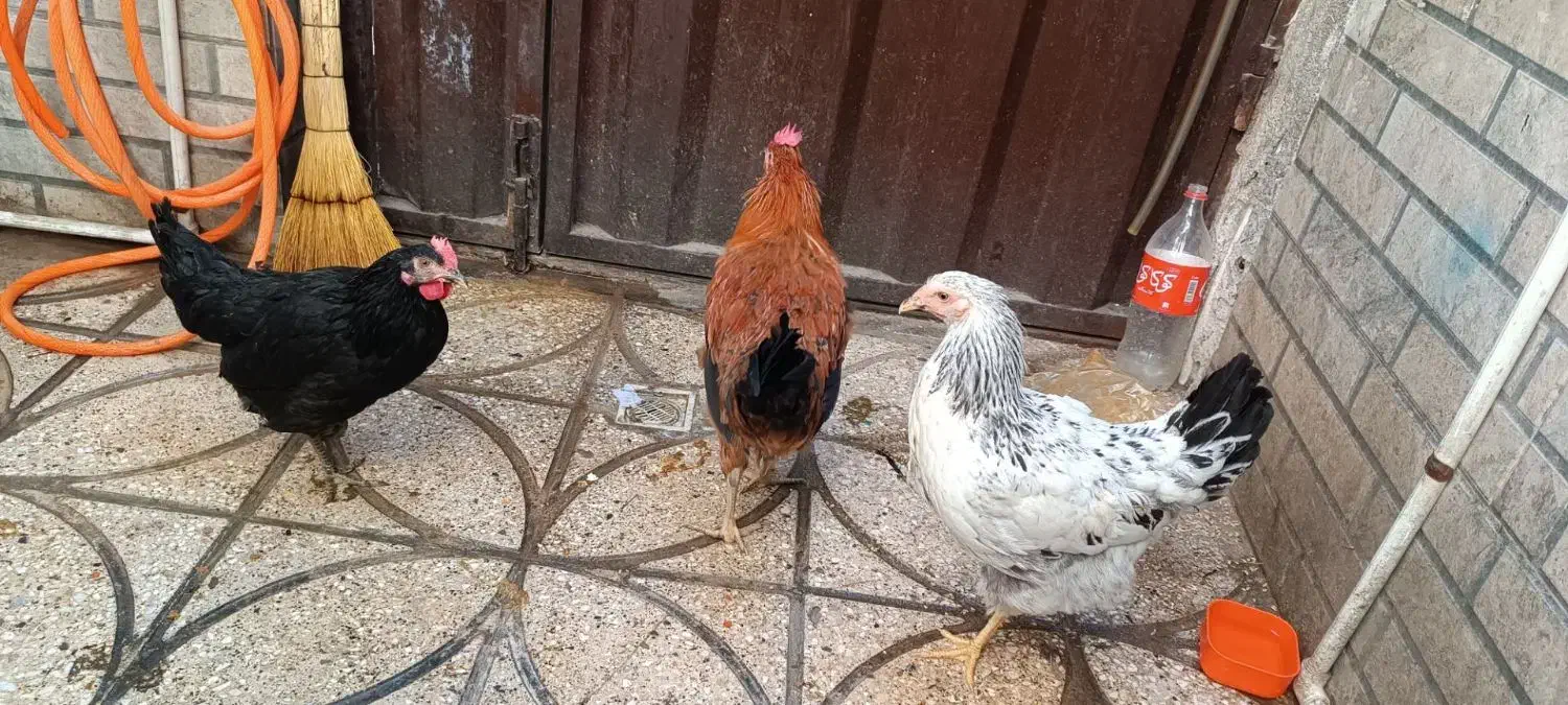 مرغ و خروس|حیوانات مزرعه|خاوران, |دیوار