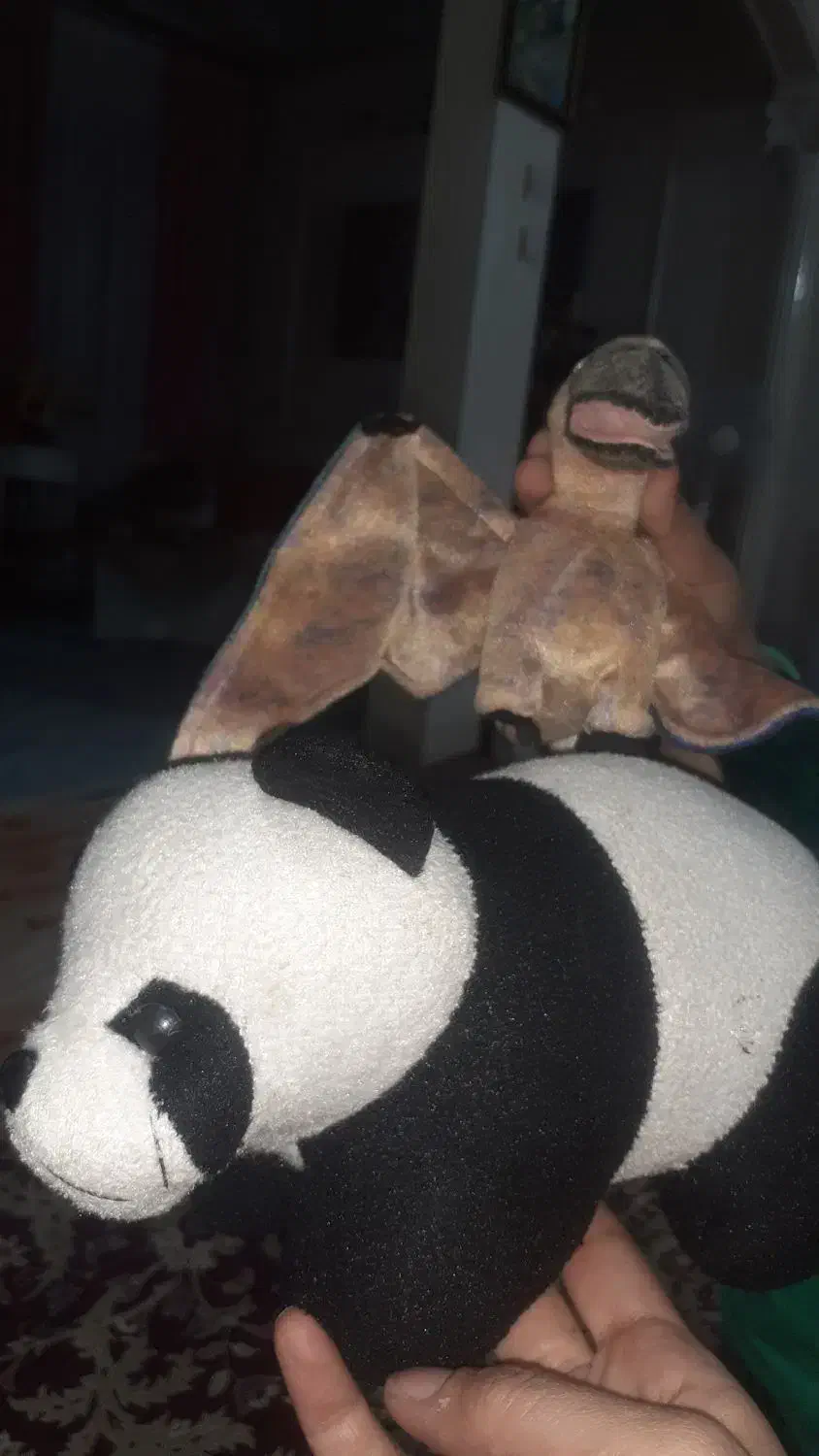 تعدادی عروسک قدیمی از قیمت 50 هزار تا 400 هزار|اسباببازی|تهران, دولاب|دیوار